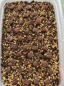 巧克力日轮 生石花