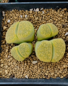 800人付款淘宝生石花黄日轮c395一盆16棵打包出tb159531657980.