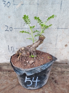 刺梨微盆景老桩小品,带营养钵发货,售出不退不换,只包到手鲜活