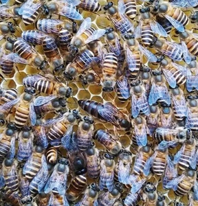 【出售蜂王】出售蜂王品牌,价格 - 阿里巴巴