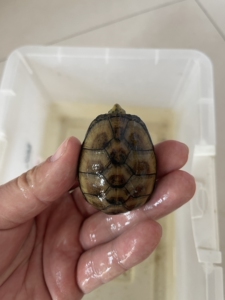 头盔蛋龟 去年苗子 不能发快递 只能烟台本地自提