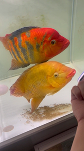 配对1年多,会追手咬缸的蓝火口不常见.公鱼30