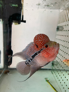 极品(鸿运当头)爆头满线马骝 罗汉鱼18cm,渔场亲自掏的