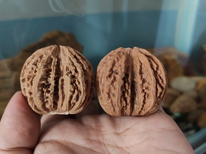 文玩核桃 东北秋子 圆圆的 双连体 双棒 小精品 配对不错