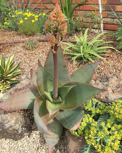 【银芳锦芦荟】银芳锦芦荟品牌,价格 - 阿里巴巴