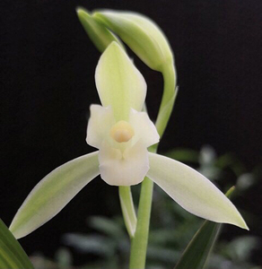 建兰日月宝兰花矮种素心浓香型带花苞发货