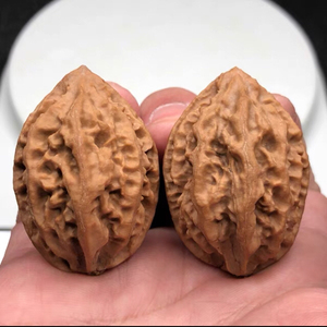 龙脊背大秋子 文玩核桃a5号 纹理清晰 皮质好 油性足 标价