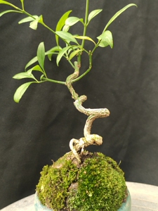 卫矛童子功小品 一手托微盆景