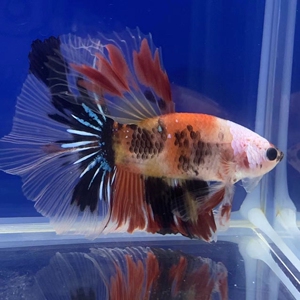 000人付款淘宝斗鱼#泰斗koi白星糖玻璃荧光褶皱尾半月#大三鳍,同城