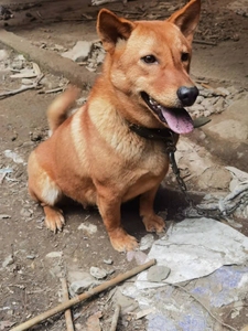 广西土炮狗,土狗五短 , 葫芦头,冬瓜身,金钱尾