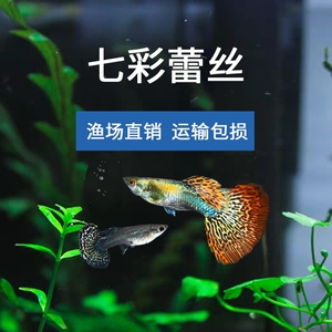 孔雀鱼七彩蕾丝