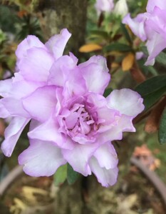 皋月杜鹃 岸牡丹 2年苗 重瓣淡紫色盆栽杜鹃 耐寒耐晒稀少品