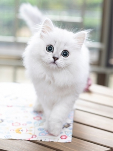 标价就是卖价,先到先得,金吉拉猫猫咪