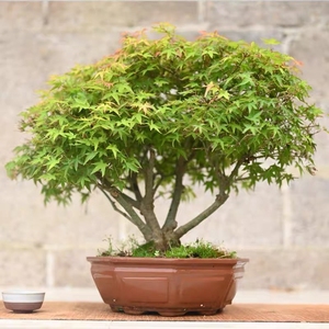 000人付款淘宝原生紫清姬 日本红枫高