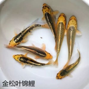 德国纯种进口金松叶龙凤锦鲤活体大型观赏冷水风水鱼苗精品包邮