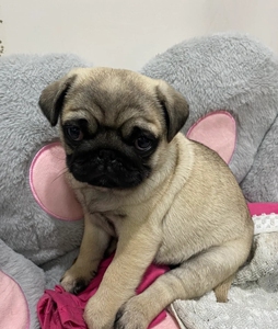 嘎嘎健康巴哥幼犬 非常活泼  两个月大 疫苗驱虫按时做好了