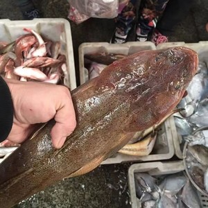 野生海捕牛尾巴鸡腿鱼大辫子鲜活冷尖头狗腿鱼海鲜水产