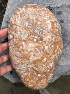 珊瑚虫化石原石