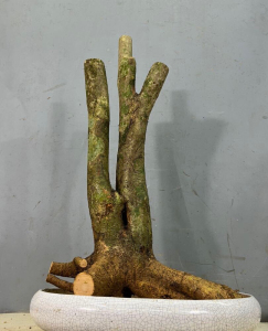 【山石榴盆景】山石榴盆景品牌,价格 - 阿里巴巴