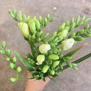 20支香雪兰鲜花花束云南直发斗南花市鲜切花养殖基地全新