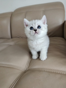 自家英短银渐层银点血小老虎一枚非常可爱会用猫砂会吃猫粮寻找喜