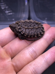 0 蒜头 大小杂鳄龟 变异大鳄小鳄龟 纯佛中美北美