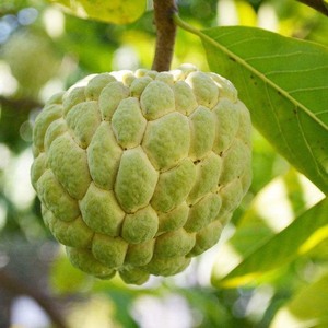 超大林檎,释迦果,新鲜水果,每日价格不同,需要的联系