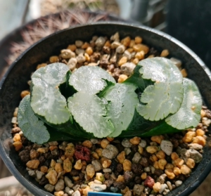 白熊玉扇,一物一拍,品相如图,大小参考9厘米口径万象盆.所有