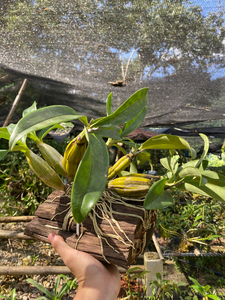 栗斑鼓鼓槌石斛带风化木或吸水石种植成活一桩120元随机发