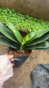 全新 毛边虎斑君子兰感君子兰精品彩兰金边君子兰鸳鸯兰佛光兰覆