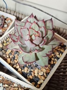 极品剑司诺娃老桩,莲花造型,块根剑司诺娃老桩,多肉植物景天