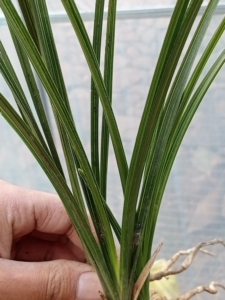 蕙兰直立大锯齿木纹草,叶质硬的不得了,扎手的,赌花神器,喜欢