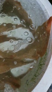 食用龙文鲨龙纹鲨美人鱼梨头鳐魔鬼鱼