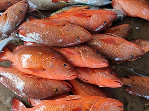 【芝麻石斑鱼】芝麻石斑鱼品牌,价格 - 阿里巴巴