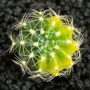 仙人球拍卖# 3-d49.实生极散斑红花昭和锦 多肉植物