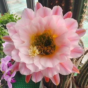 毛花柱曙光,高度55公分左右!直径9公分左右!不议价,随缘出