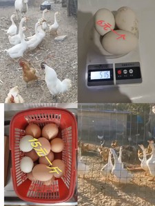 北京油鸡，贵妃鸡，九斤红，鸡种蛋，鹅种蛋，