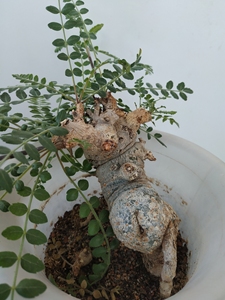 尼勒达乳香异形株,株型像一匹马,脱盆发货