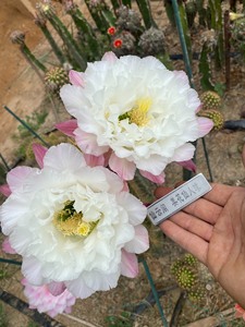 毛花柱 白牡丹 蕾丝褶皱品种 花径17-18公分左右！拍下默