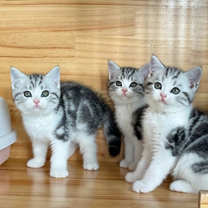 南京自提自家养殖的一窝美国短毛猫美短幼猫猫咪.美短猫咪已经2