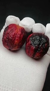 云南铁核桃 七彩方尊蛤蟆头