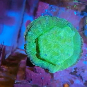 绿提灯珊瑚 微孔珊瑚 m属珊瑚 海水珊瑚 瓦片珊瑚 活体珊瑚