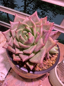 000人付款淘宝多肉植物东云系皮蛋或者红颜密语缀化,少见