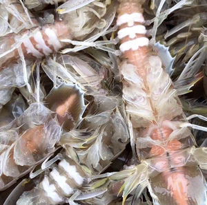 00汤尼蒙大拿淘宝全母满籽皮皮虾干带籽带膏琵琶虾姑濑尿虾虎肉富贵