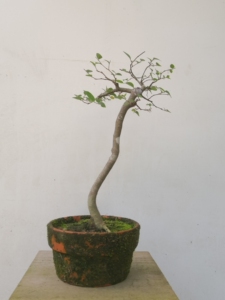 闲置朴树毛朴相思树高干文人树小品盆景