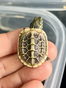 黄肉草龟变异草龟斑纹草龟黄斑白化黄化果冻焦糖草龟悖论魔眼草龟