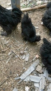 黑凤乌鸡种蛋，种鸡都是五爪，毛腿，凤头，蓝耳，20枚包邮，亲