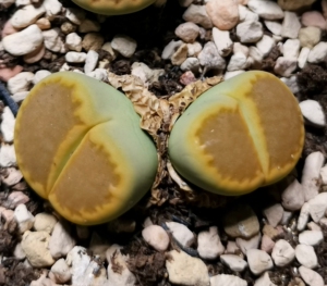 生石花 全窗黄巴厘 净窗黄巴厘 黄饼干 稳定全窗 c111a