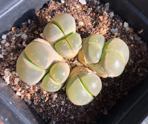 全窗橄榄生石花橄榄玉群生多头生石花大母本