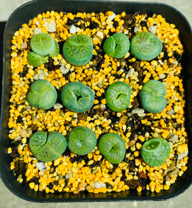 绿富贵 荒玉 变异 小怪物 奔驰 生石花缀化 吃豆人